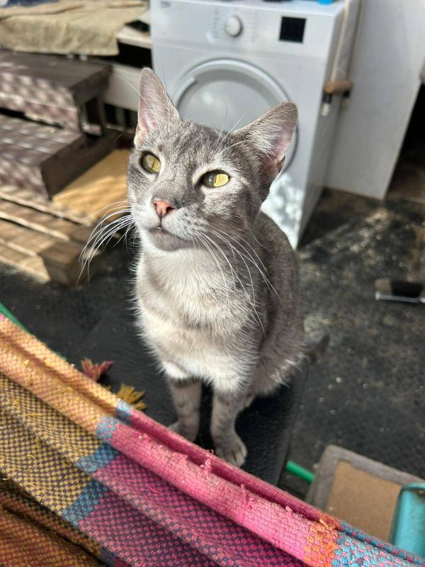 Mili