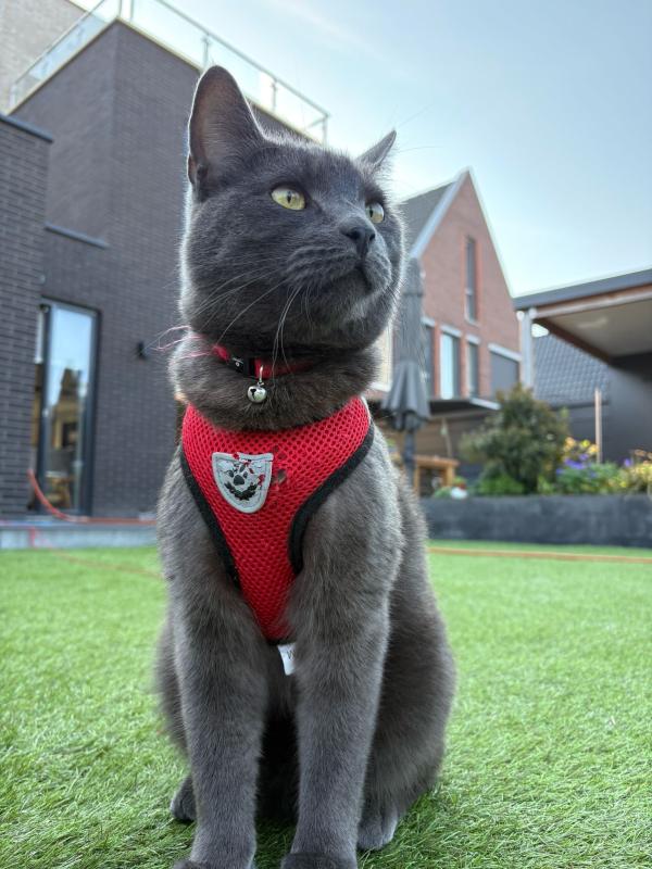 Neko