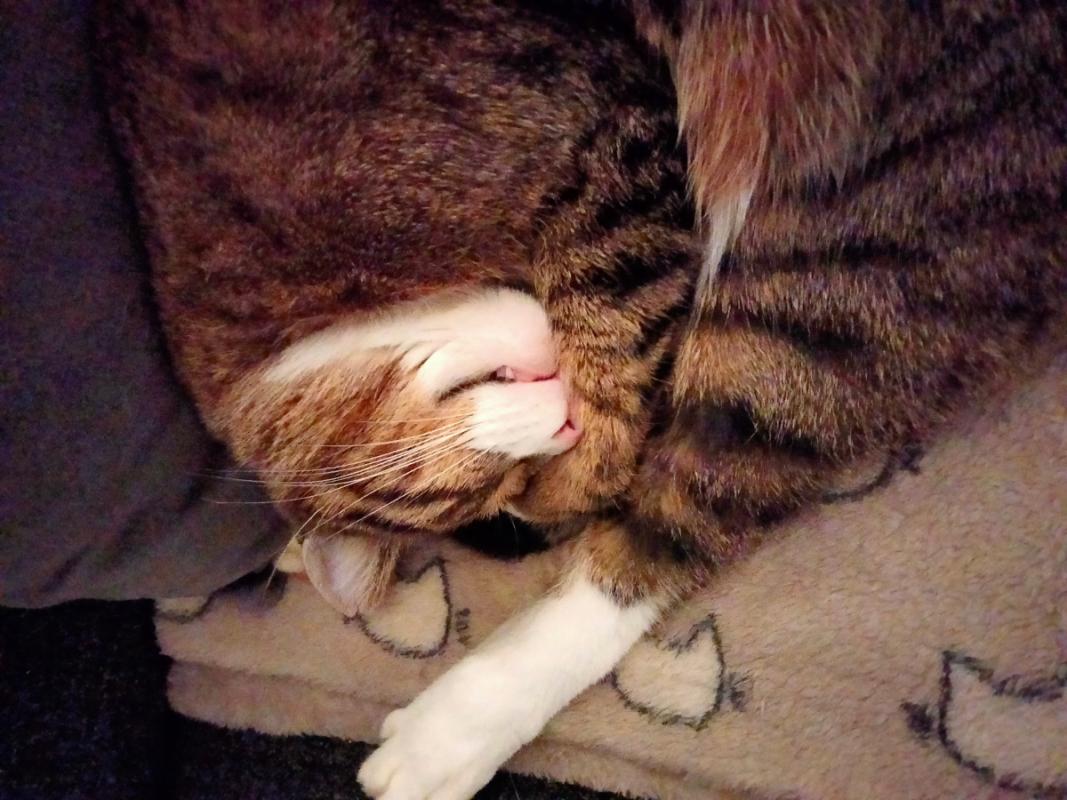 Ollie