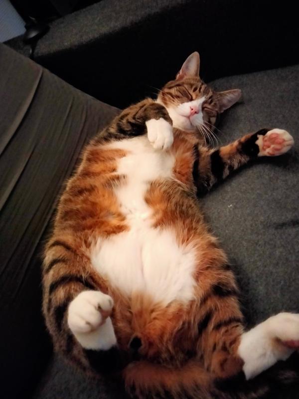 Ollie