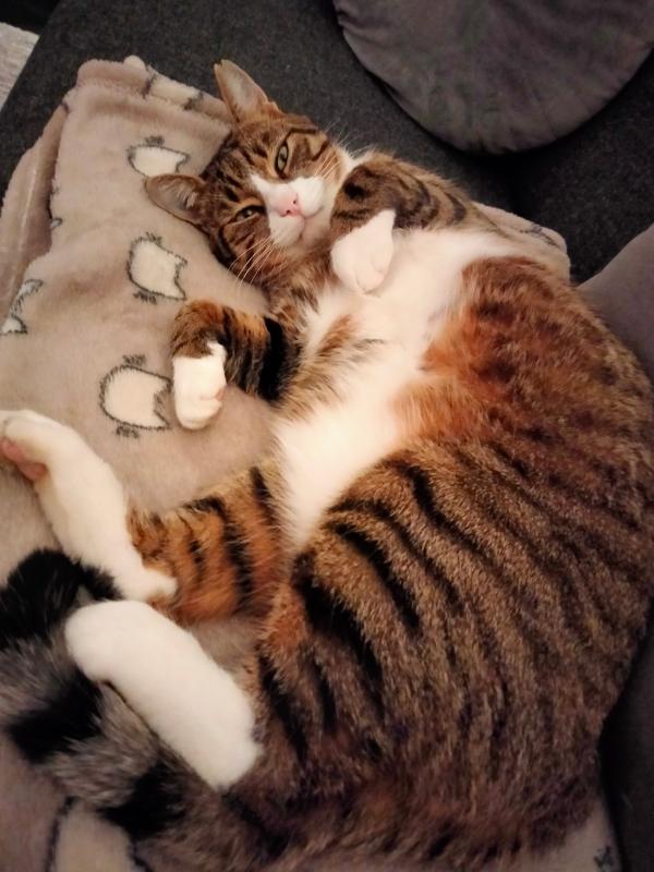 Ollie
