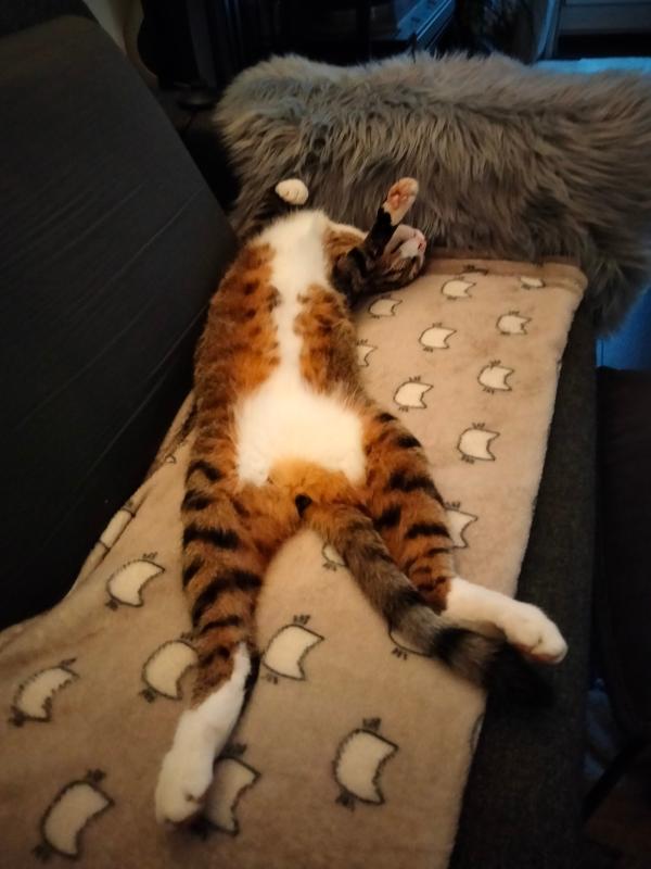 Ollie