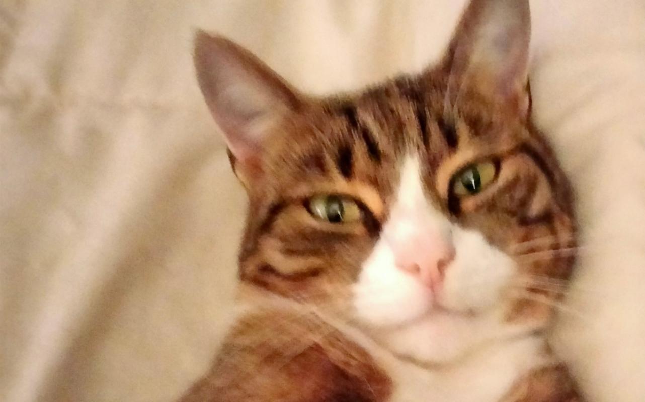 Ollie