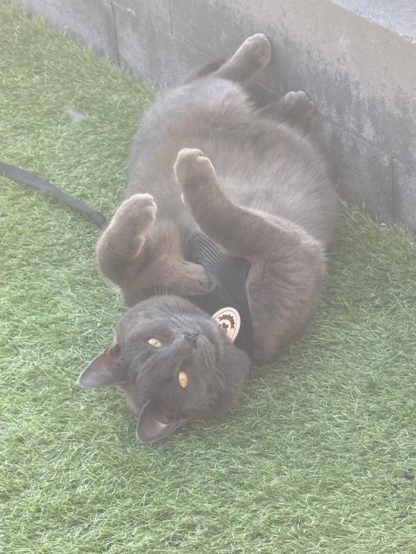 Kuma