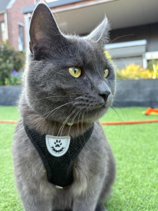 Kuma
