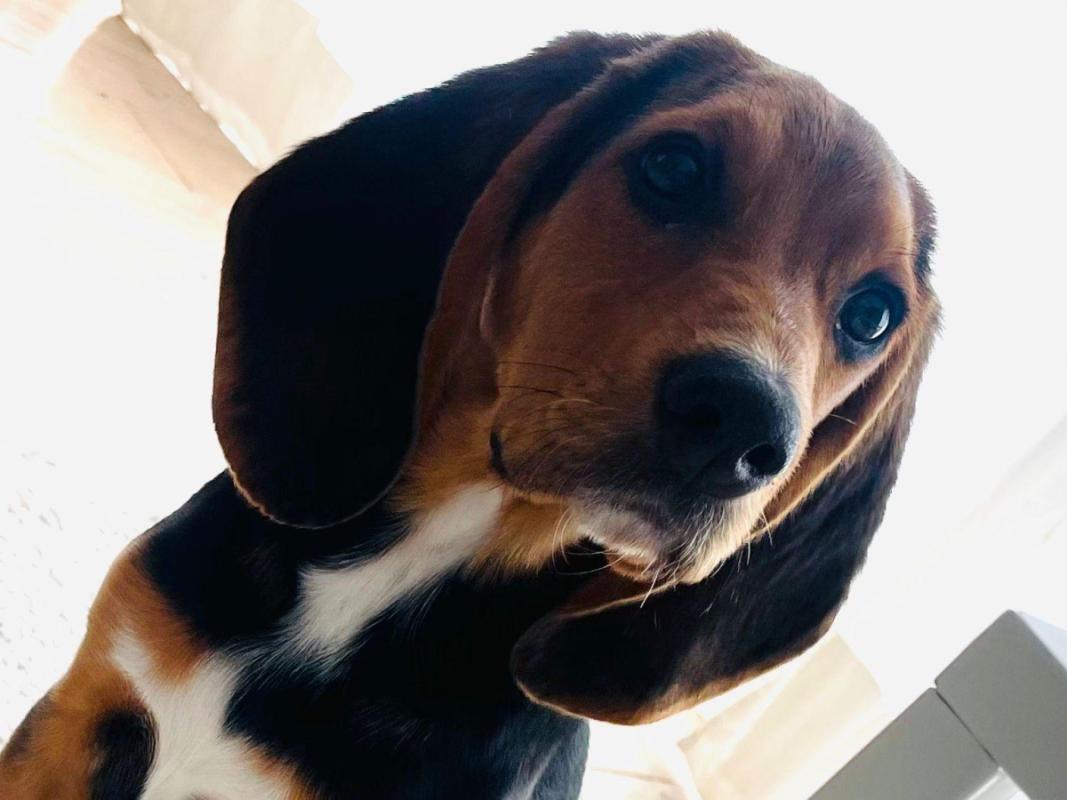 Ella