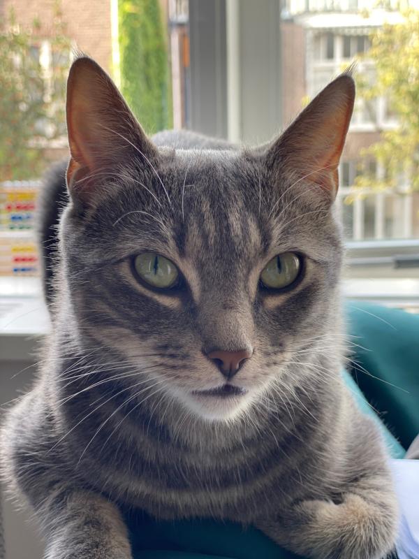 Nesbit