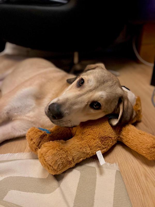 Myrtle