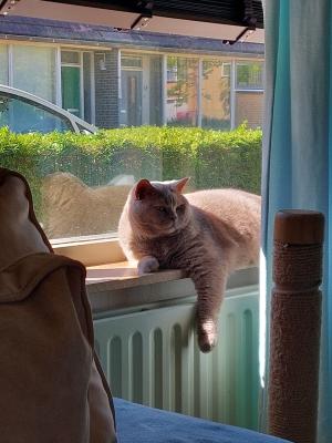 Mittens