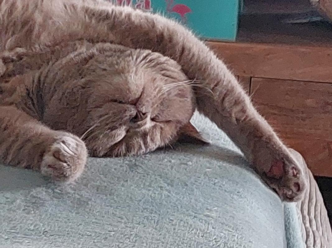 Mittens