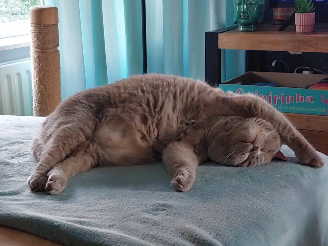 Mittens