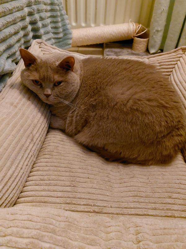 Mittens