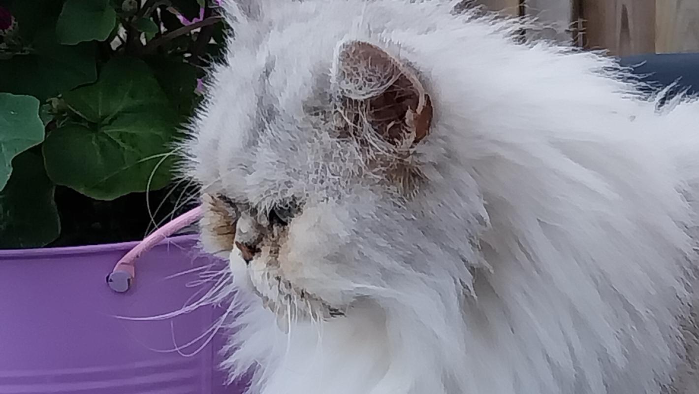 Lotje