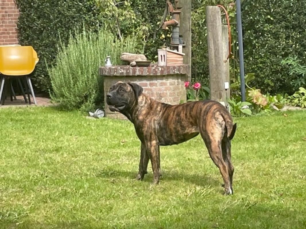 Beertje