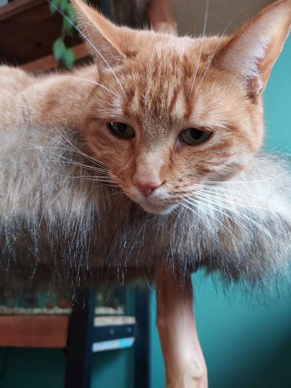 Bella