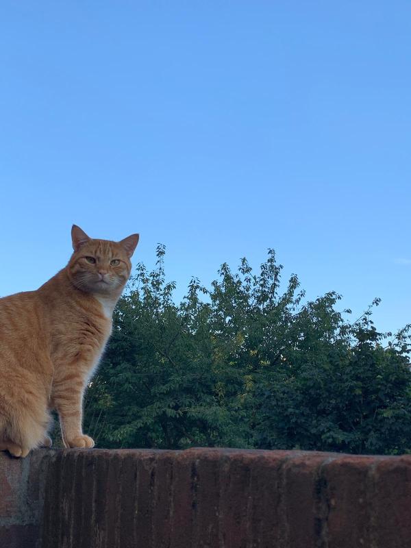 Mittens