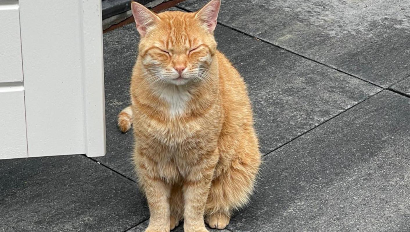 Mittens