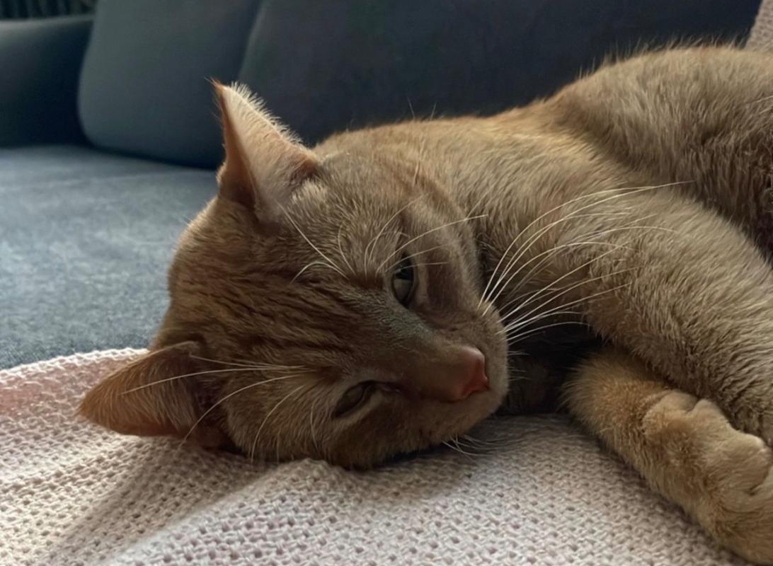Ginger