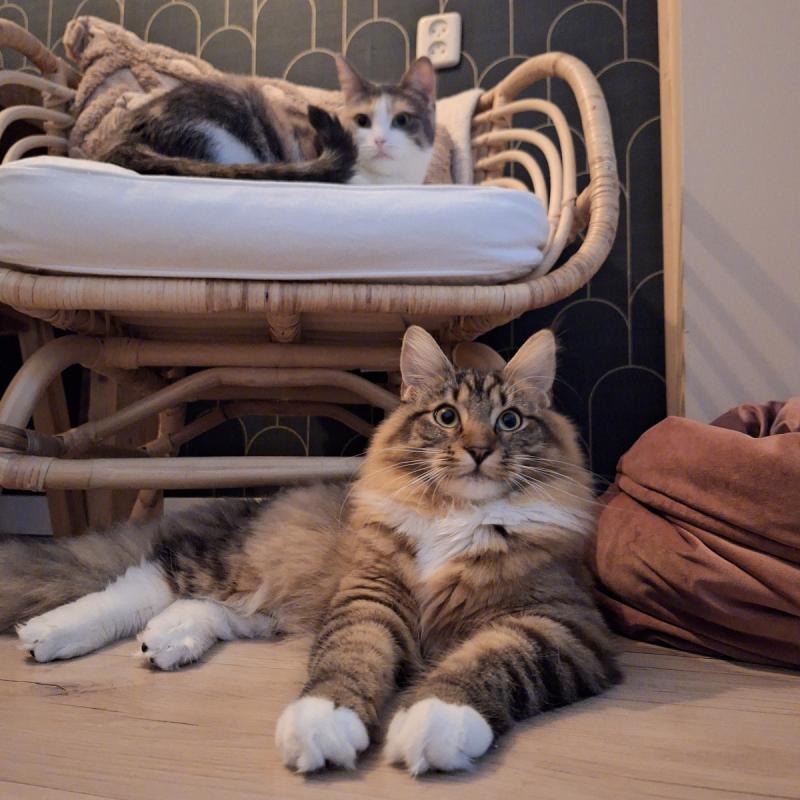Nova, Juna & Pip