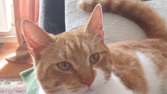Garfield jr.