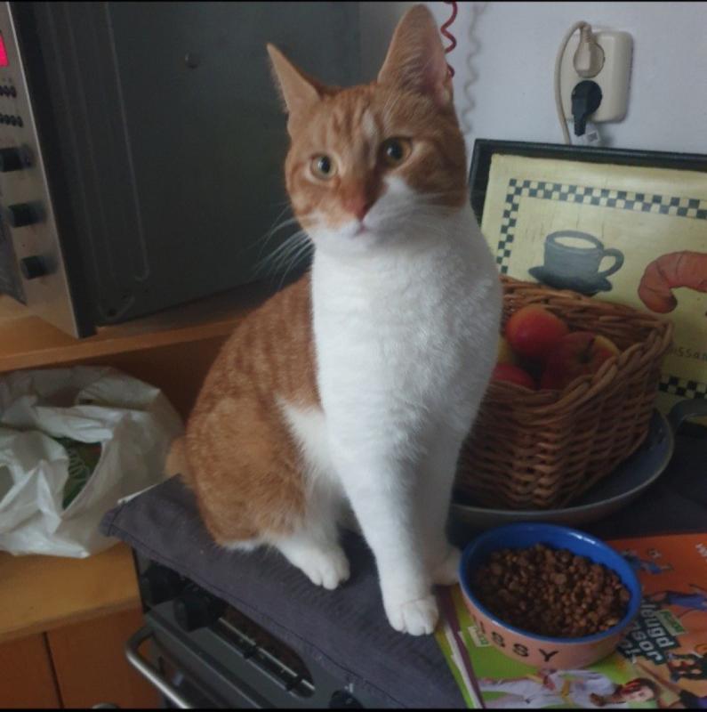 Garfield jr.