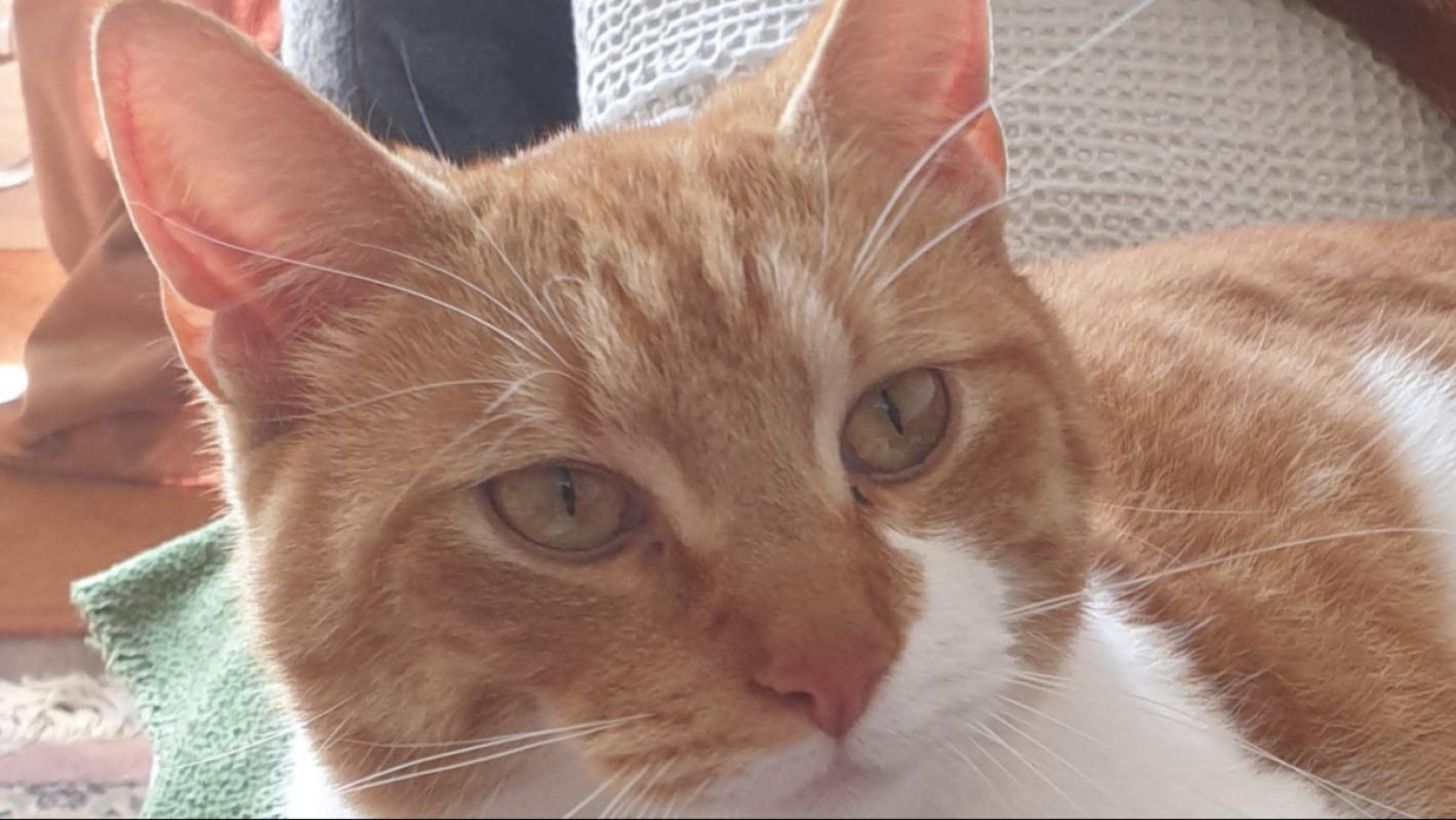 Garfield Jr.