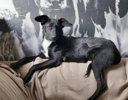 Zorro