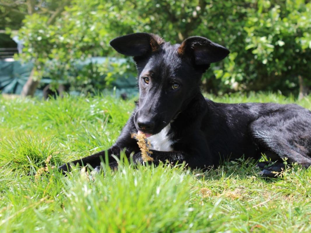 Zorro