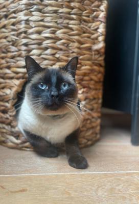Gijs