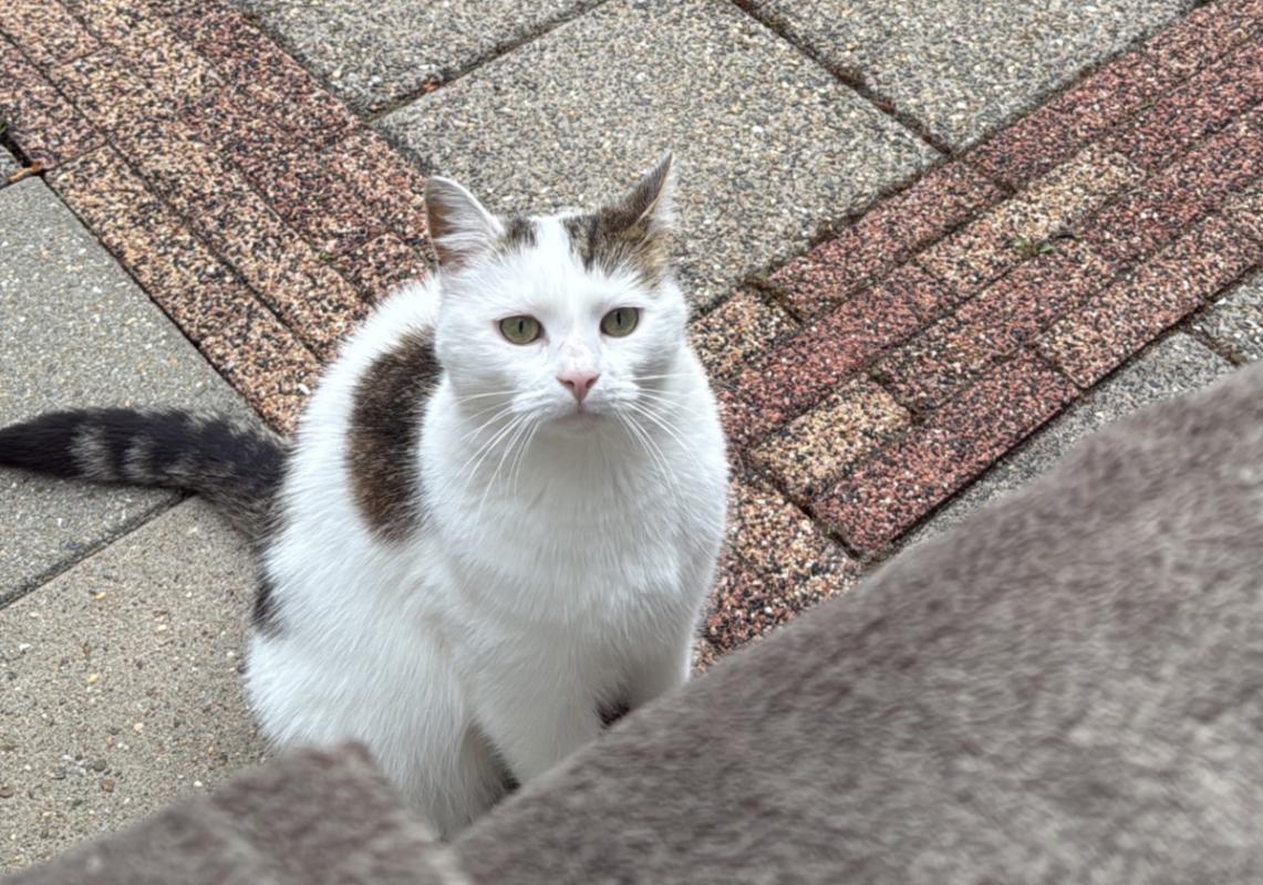 Bella