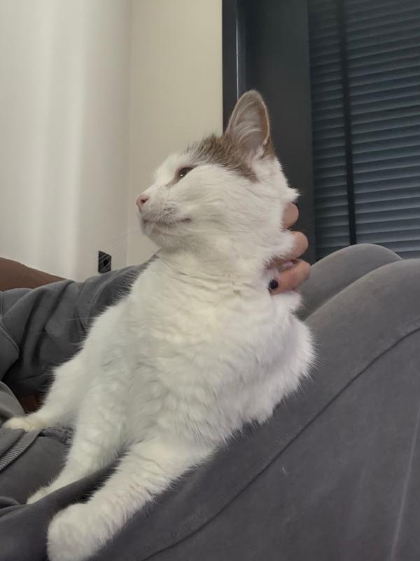 Bella