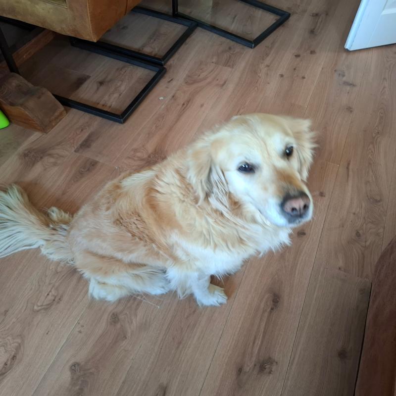 Luca