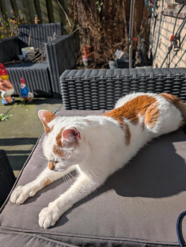 Joep