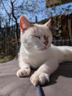Joep