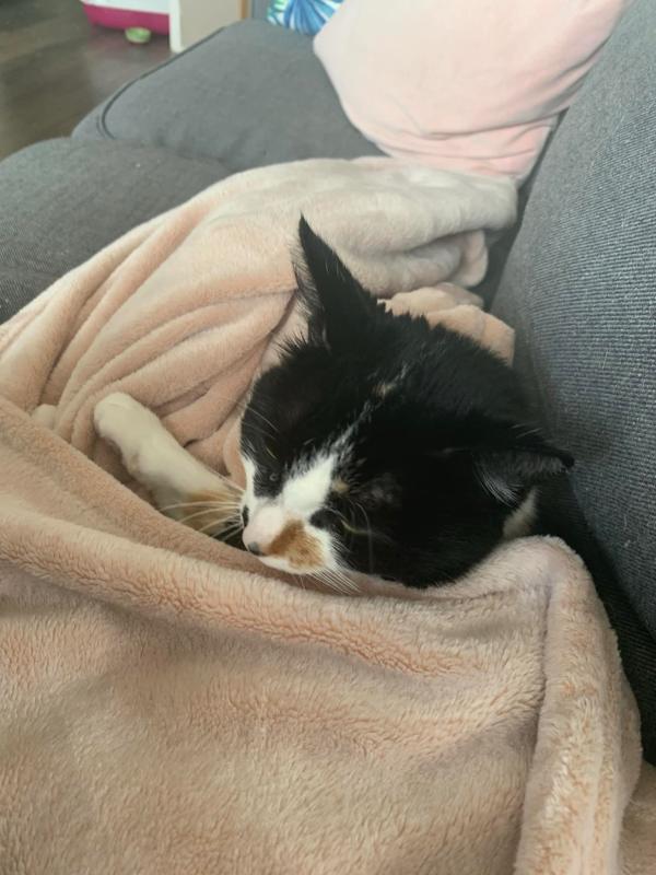 Lilo