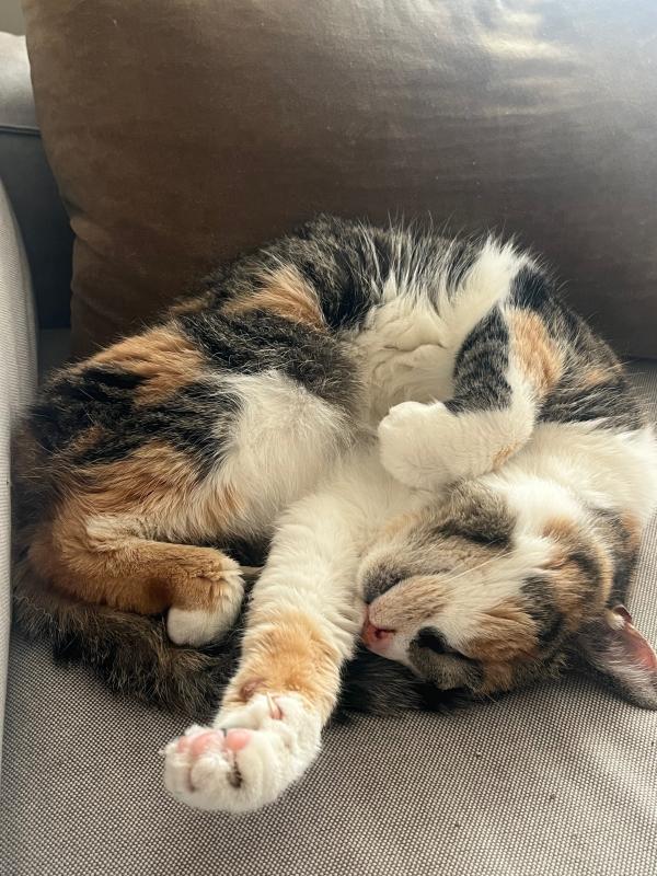 Bo