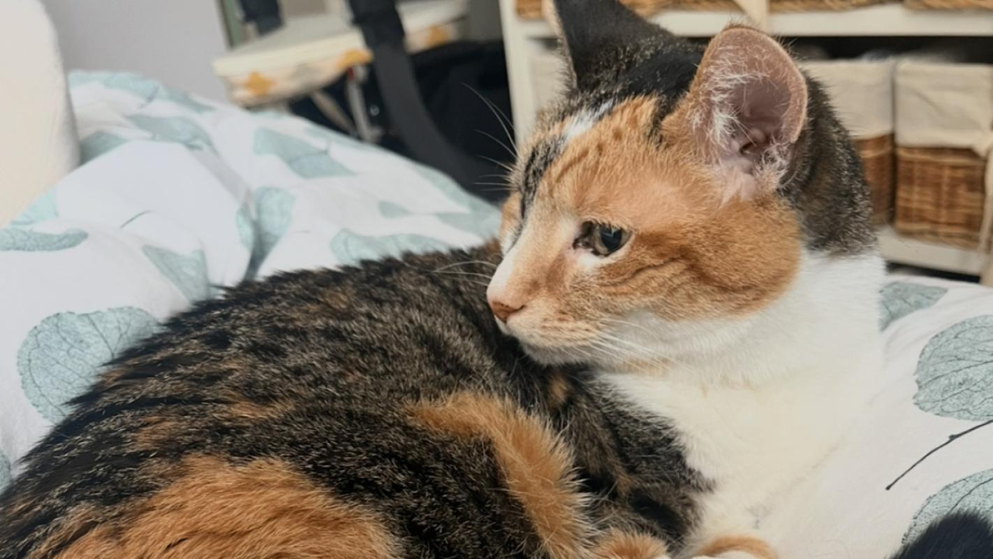 Bo