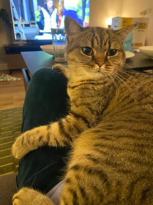 Leyla