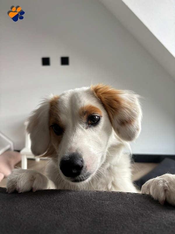 Maya