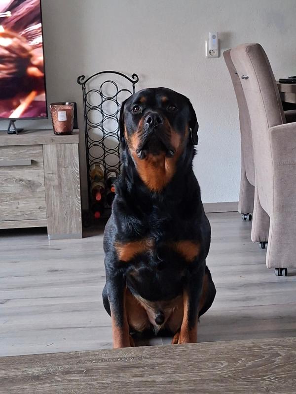 Viktor
