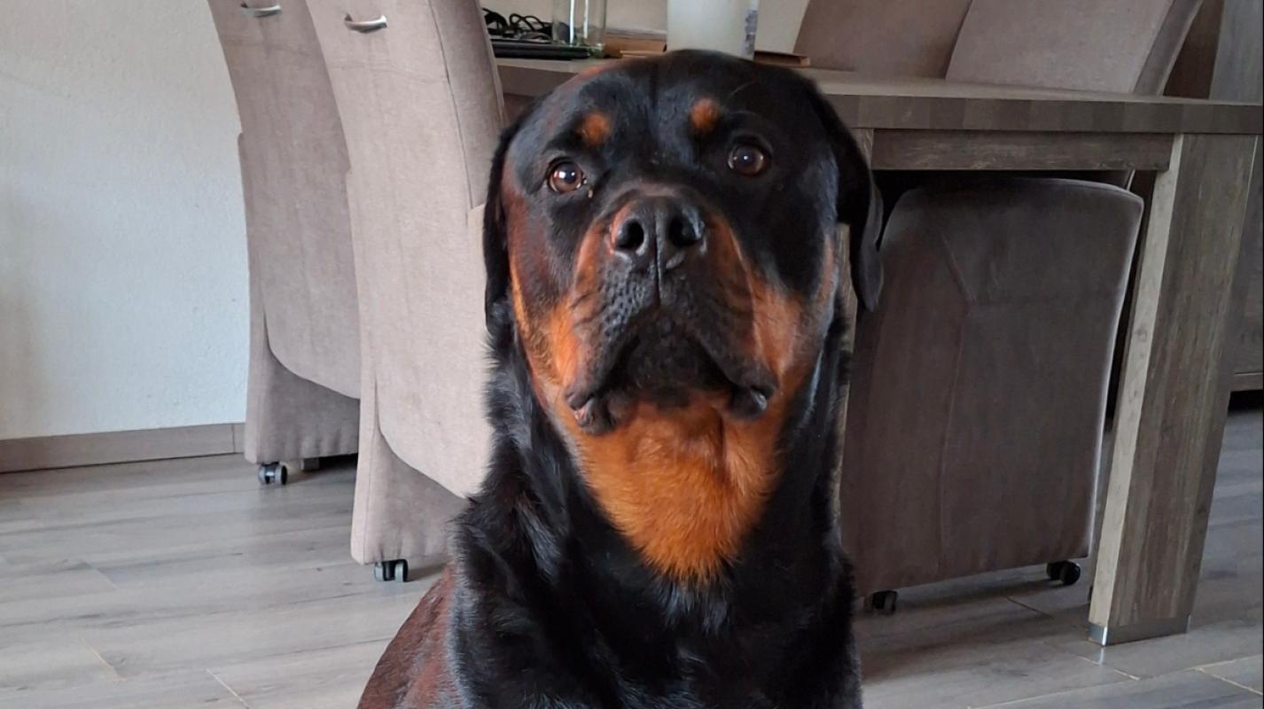 Viktor