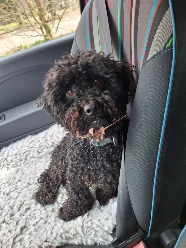 Loetje