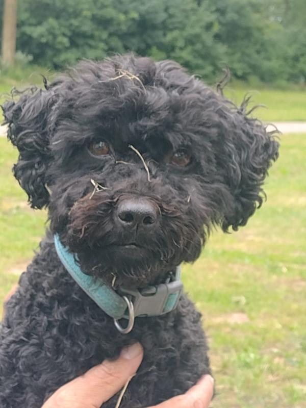 Loetje