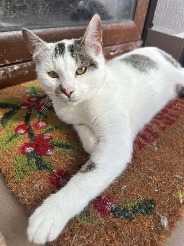 Pitter
