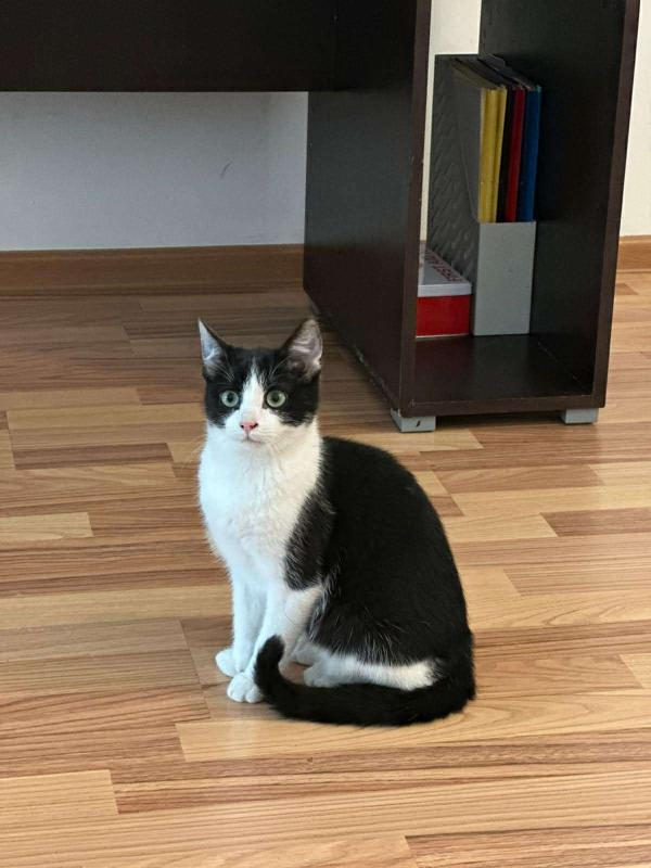 Zorro
