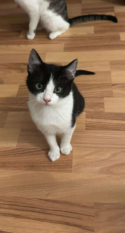 Zorro