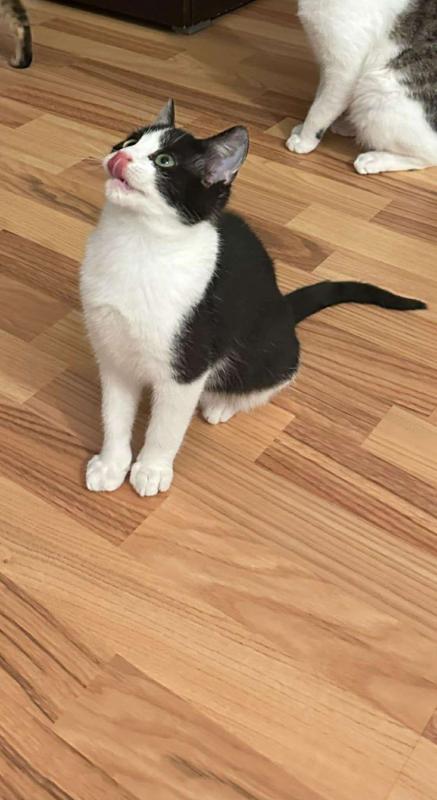 Zorro