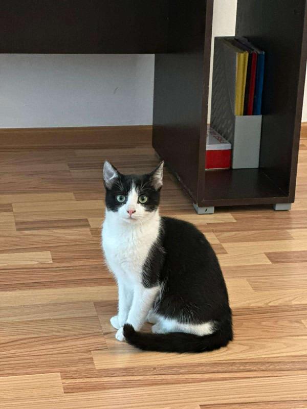 Zorro