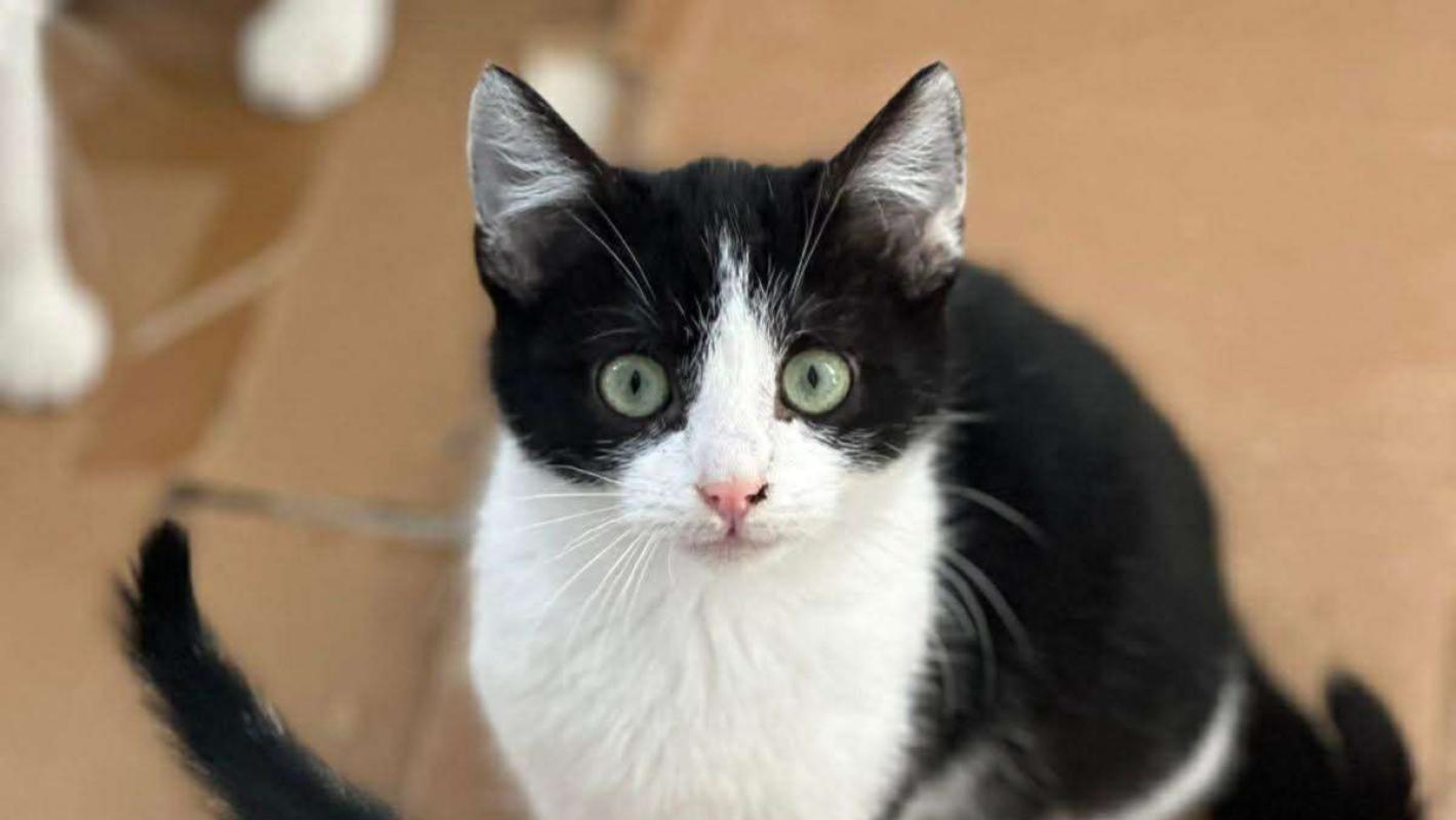 Zorro