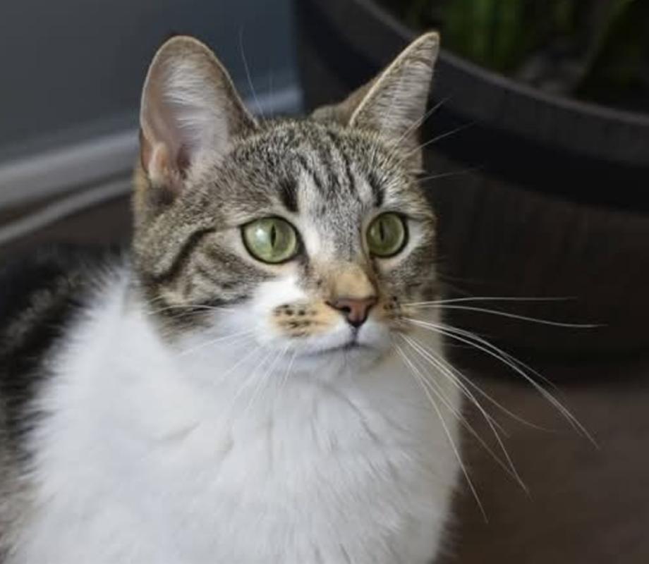 Maya